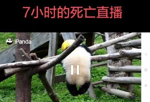 大熊猫幼仔绳子绕颈窒息死亡 中心表示将加强安全监督